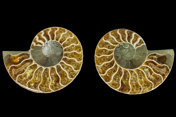 Agatized Ammonite Fossil - Madagascar #145985